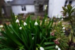 Images for CHAWLEIGH